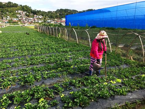 Strawberry Farm Baguio: Travel Guide .